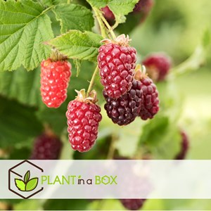Rubus tayberry - 3
