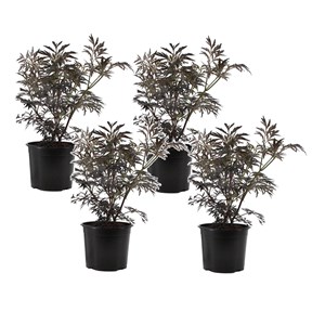 Sambuca black lace - 4