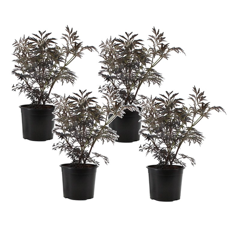 Sambuca black lace - 4