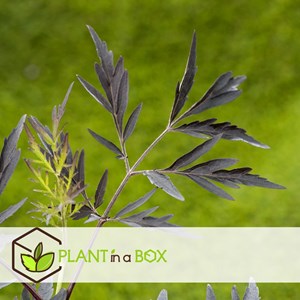 Sambuca black lace - 4