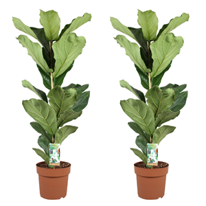 Ficus lyrata fiddle leaf plant - 2