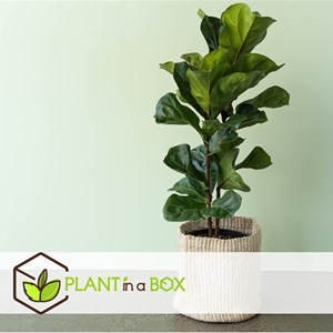 Ficus lyrata fiddle leaf plant - 2