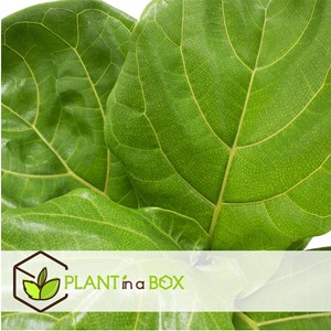 Ficus lyrata fiddle leaf plant - 2