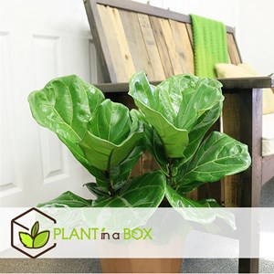 Ficus lyrata fiddle leaf plant - 2
