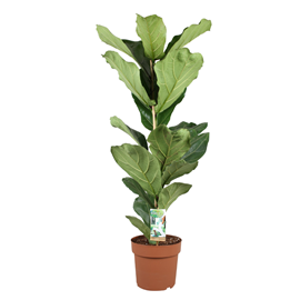 Ficus lyrata fiddle leaf plant