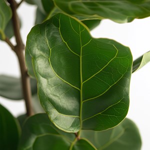 Ficus lyrata fiddle leaf plant