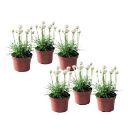 Armeria english grass blanc - 6