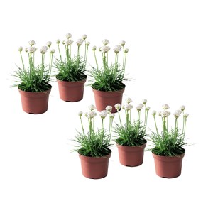 Armeria english grass blanc - 6