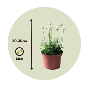 Armeria english grass blanc - 6