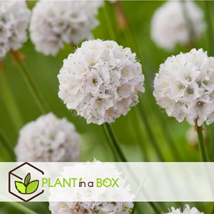 Armeria english grass blanc - 6