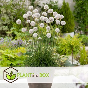 Armeria english grass blanc - 6