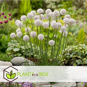 Armeria english grass blanc - 6