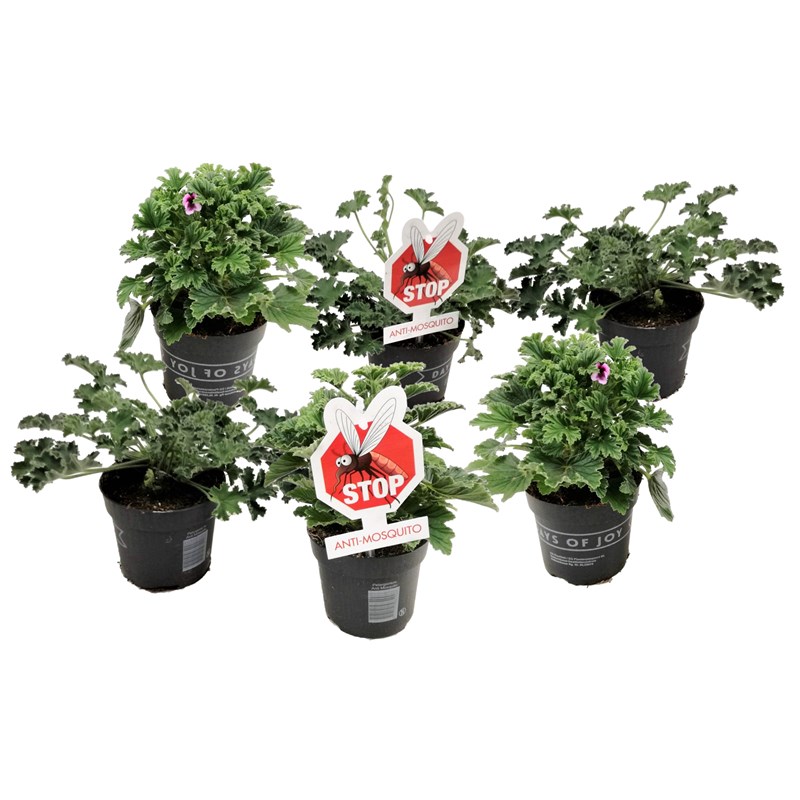 Plantes anti-moustiques - mélange de 6