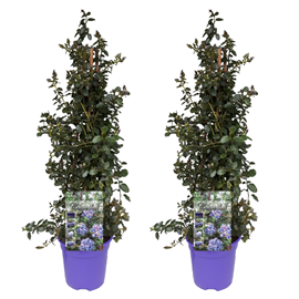 Ceanothus on piramid - 2