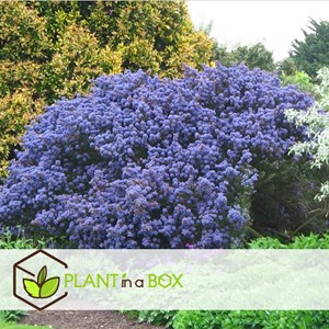 Ceanothus on piramid - 2
