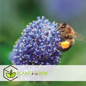 Ceanothus on piramid - 2