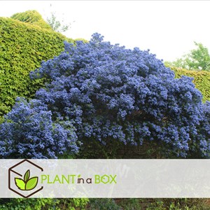 Ceanothus sur piramide