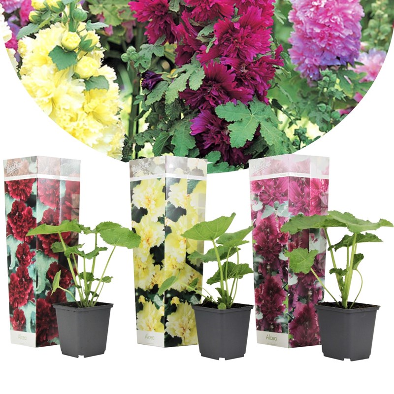 Alcea hollyhock - 3