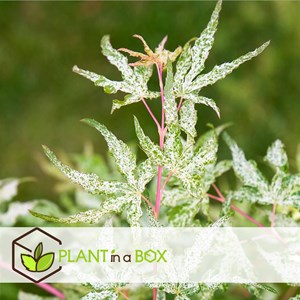 Érable japonais acer ukigumo - 2