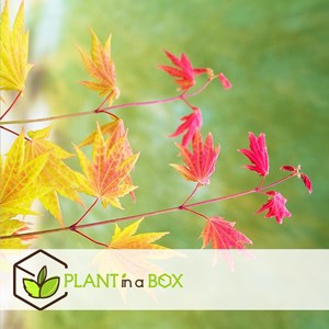 Érable japonais acer moonrise - 2