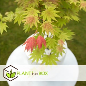 Érable japonais acer moonrise - 2