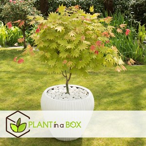 Érable japonais acer moonrise - 2