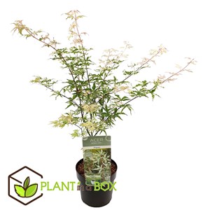 Érable japonais acer ukigumo sur tige