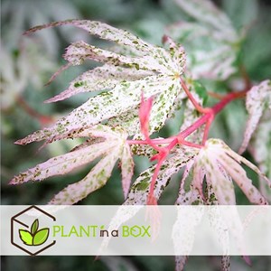 Érable japonais acer ukigumo sur tige