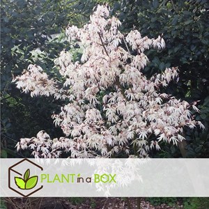 Érable japonais acer ukigumo sur tige