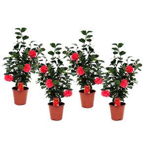 Xl camellia japanese rose - 4