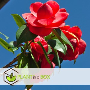 Xl camellia japanese rose - 4