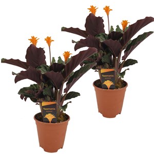Calathea crocata - 2
