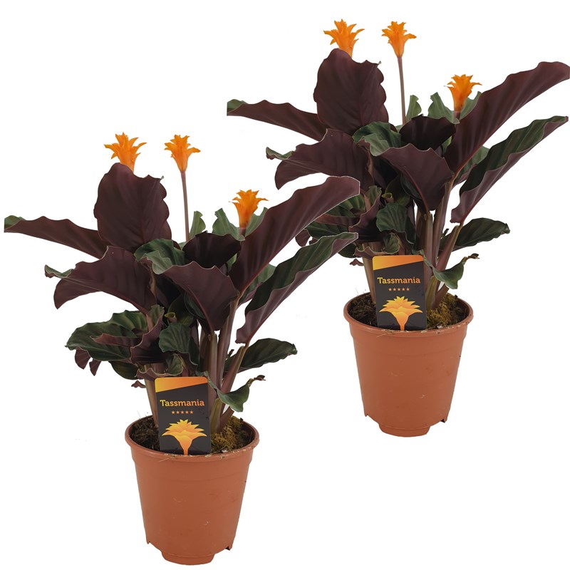 Calathea crocata - 2
