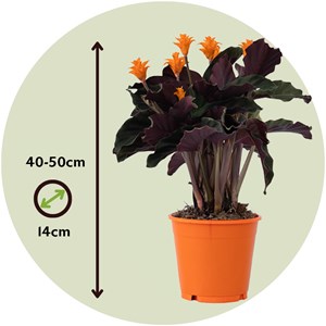 Calathea crocata - 2