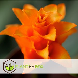 Calathea crocata - 2