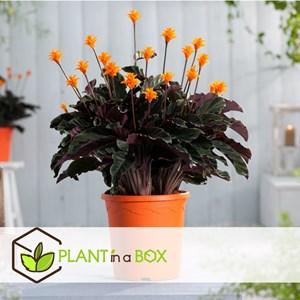Calathea crocata