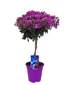 Bougainvillier sur tige - violet