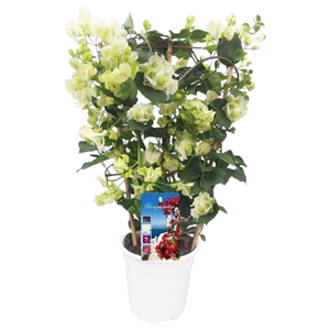Bougainvillier sur tige - blanc