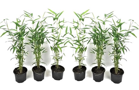 Bambou blue dragon - 6