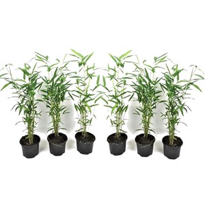 Bambou blue dragon - 6