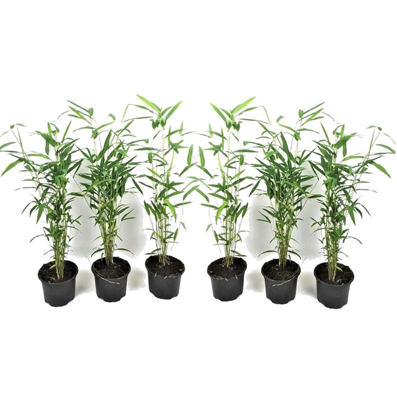 Bambou blue dragon - 6