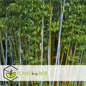 Bambou blue dragon - 6