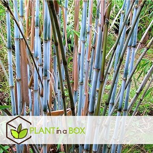 Bambou blue dragon - 6