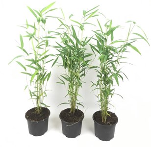 Bambou blue dragon - 3