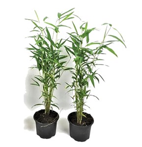 Bambou blue dragon - 2