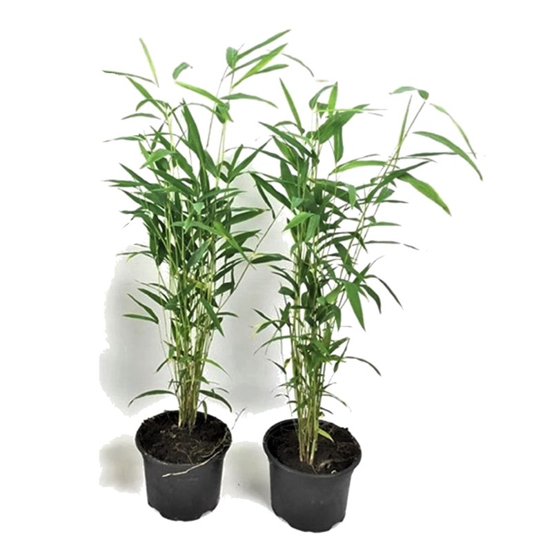 Bambou blue dragon - 2