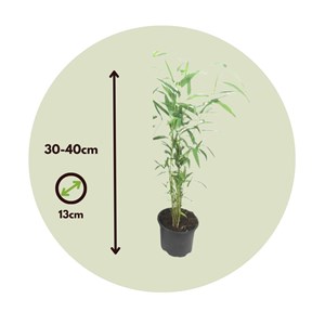 Bambou blue dragon - 2