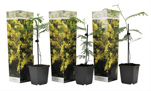 Acacia mimosa arbuste - 3
