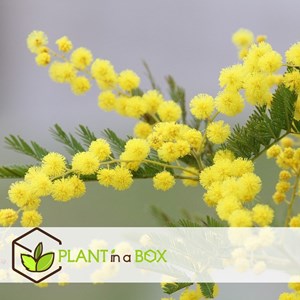 Acacia mimosa arbuste - 3