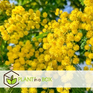 Acacia mimosa arbuste - 3